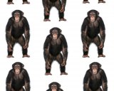 The National Institutes of Health will no longer use chimpanzees in experiments. Image: illustration. 